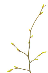 Linden branch with young green buds isolated on white background