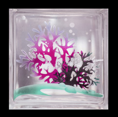 Clear transparent square bathroom glass block stall wall panel with purple and green contrast colors coral illustration .Use for object and material. Isolated box in black background.