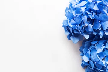 Foto op Canvas Blauwe hortensia bloemen © Olena Rudo