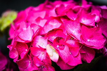hydrangea flower close up view