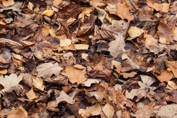 background with texture of old withered brown leaves lie fallen and dried on the ground in the autumn Park