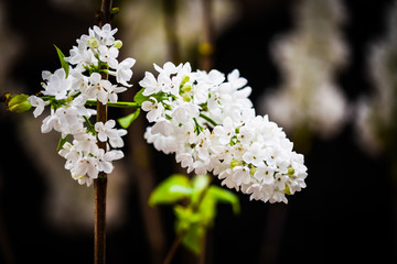 close up of the lilacs flowers 