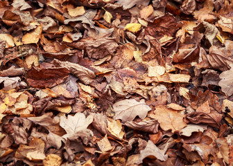 natural background with texture of old withered oak leaves, fallen and dried up on the ground in the autumn Park