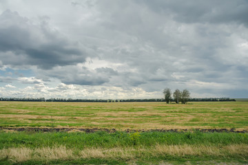 Fototapeta na wymiar Trees on a background of field and sky.