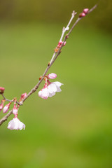 緑背景の桜