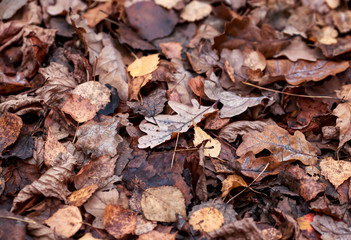 natural background with texture of old half decayed brown leaves lie fallen and dried on the ground in the autumn Park