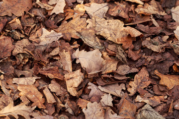 natural background with the texture of old half decayed brown and yellow leaves lie fallen and dried on the ground in the autumn garden