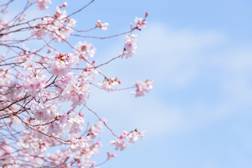 早咲きの桜（コシノヒガン）