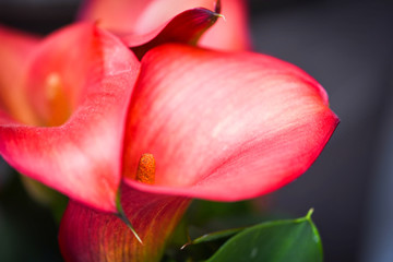 Fototapeta na wymiar calla lily flower close up