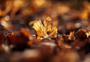 natural background with maple leaves yellow and gold lie fallen and dried on the ground in the autumn Sunny Park