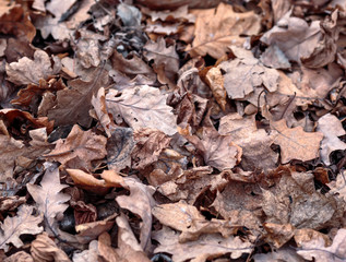 natural background with texture of old half decayed brown leaves lie fallen and withered on the ground in the autumn garden