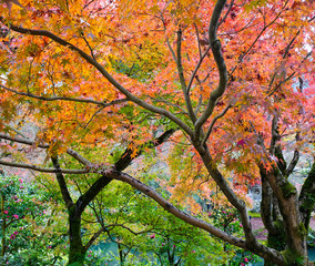 Autumn scenery in Arashiyama, Kyoto, Japan