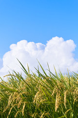 稲穂　夏空