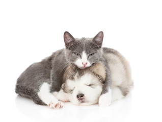 Gray cat hugs a sleeping puppy of Alaskan Malamute. Isolated on a white background