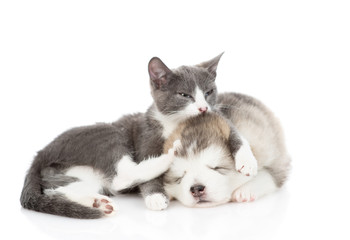 Obraz premium A gray cat hugs and kisses a sleeping puppy of Alaskan Malamute. Isolated on a white background