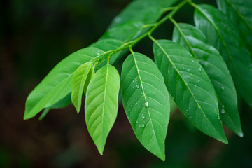 green leaf with drops of water