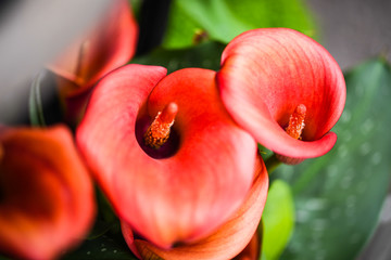 calla lily flower close up