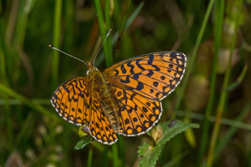 06.07.2019 DE, NRW, Eifel, Lewertbachtal Braunfleckiger Perlmuttfalter Boloria selene ([DENIS & SCHIFFERMÃœLLER], 1775)