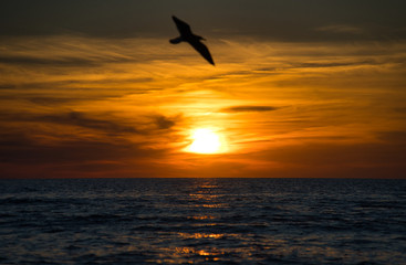 Fototapeta na wymiar Romantischer Sonnenuntergang am Meer mit Horizont und Möven