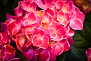 Fototapeta premium hydrangea flower close up view