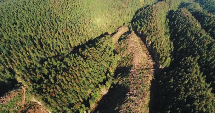 Aerial view of timber lying in the mountain woods above view of pine trees been cutting down concept of deforest and environment protection 
