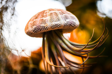 shell plant close up view