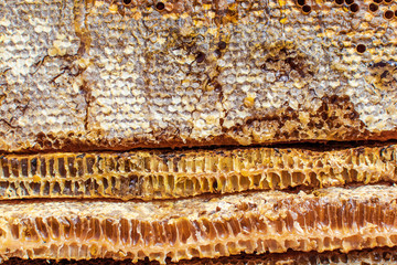 Bee honeycombs with honey taken from the hive.