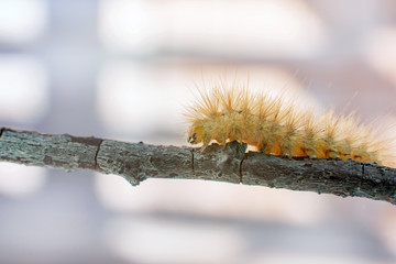 Yellow wooly caterpillar creeps on a branch. Macro shot.