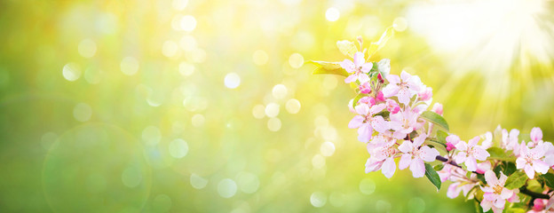 Spring apple blossoms