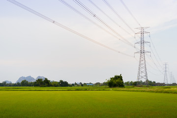 green and gold rice fields with high voltage tower background