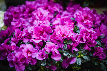 mix summer flowers close up view