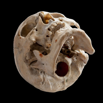View from below, side view. Human anatomy. Isolated on a black background.