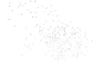 Many flying bird silhouettes flock sky white up
