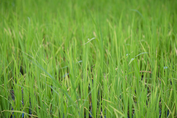 green rice field grow in paddy farm in summer season