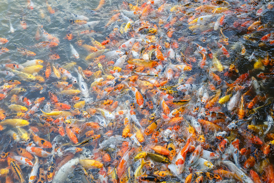 Fancy carp, Mirror carp or Koi fish in the river, Carp are a large group of fish originally found in Central Europe and Asia, Beauty in natural.