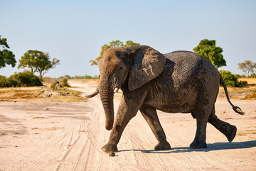 Fototapeta premium In Botswana a large elephant (LOxodonta africana) walks in a National Park.