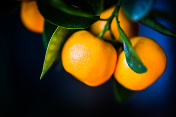 citrus tree close up view - lemonier & oranges