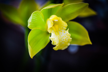 natural orchid  close up view