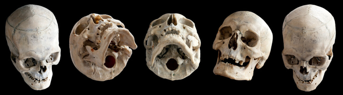 Human skull. Human anatomy. Collection of rotations of the skull. Skull at different angles. Isolated on black background.