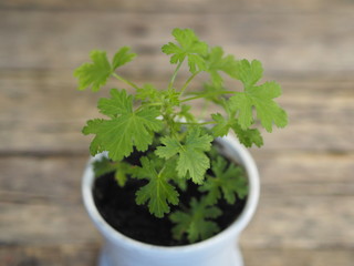 Lemon Pelargonium, geranium with lemon smells on a wooden background. Mosquito repellent. Home...