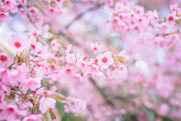The fully bloomed Cherry Blossom flowers in spring, The wild himalayan cherry trees.