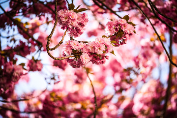 beautiful natural cheery tree flower 