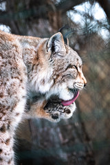 Fototapeta premium Leopard, big spotted cat licking paw closeup bobcat