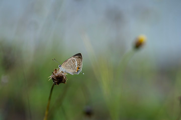 butterfly on a flower