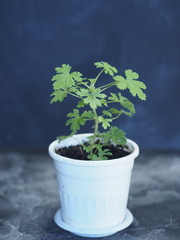 Lemon Pelargonium, geranium with lemon smells on a wooden background. Mosquito repellent. Home conditions.