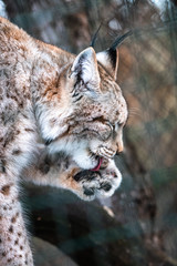 Leopard, big spotted cat licking paw closeup bobcat