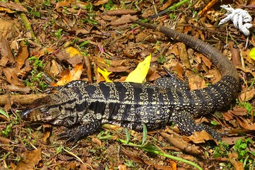 South America, Iguana is a genus of saurians in the family Iguanidae