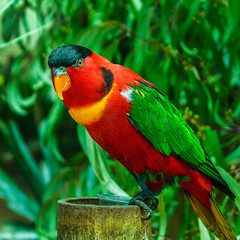Close up picture of a Lory parrot