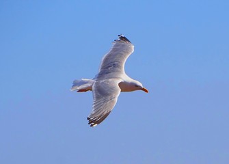 Sea bird, young Herring Gull