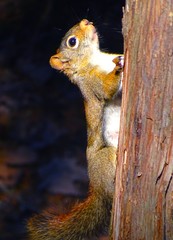 Gray squirrel of America Sciurus carolinensis